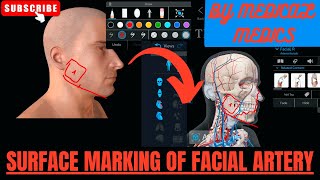 Surface Marking of Facial Artery  Facial Artery Anatomy  Head and Neck Anatomy [upl. by Dagny]