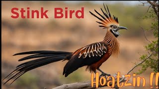 Hoatzin or Hoactzin  Stink birdnature [upl. by Richey260]