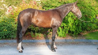 Lot 269 Goresbridge Horse Sales Wednesday 3rd July [upl. by Sum]