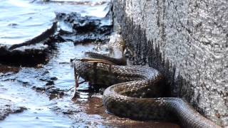 Schlange am Gardasee Italien  2024  Natrix Tesselata [upl. by Winzler]