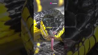 7 Most Toxic Snakes You Never Knew Existed [upl. by Raquela]