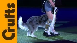 Heelwork to Music  Freestyle International  1st Place  Crufts 2012 [upl. by Roma381]