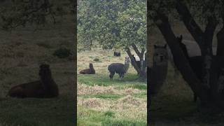 Llamas lama glama llamas livestock gentleanimal lamoidspecies shortsviral [upl. by Rimaa]