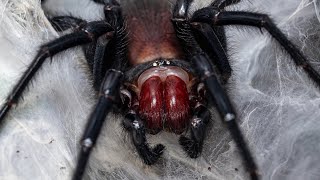 Macrothele gigas feeding [upl. by Starkey]