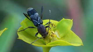 Stickbug eating flower stickbug insects bug flower wildlifenew nature insectslife viralvideo [upl. by Notsag271]