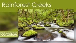 Forest Flow From The Waterfall DVD Rainforest Creeks [upl. by Hako]