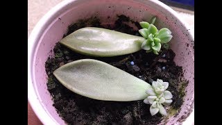 Propagating Succulents From Leaves [upl. by Ennovihs338]