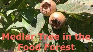 Medlar Tree Mespilus germanica in the Food Forest [upl. by Harty38]