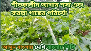 আগাম শীতকালীন শসা এবং করলা চাষ পদ্ধতি  হাফ করলা চাষ  শীতের করল্লা বীজ  কাবেরী ৮৮kaberi 88 korola [upl. by Maxey]