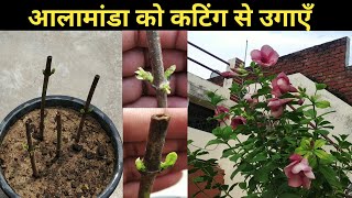 आलामांडा को कटिंग से उगाएँAllamanda grow from cuttingsHow to grow Allamanda from cutting in summer [upl. by Storz]