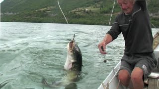 Pecanje soma na Dunavu  Bućka  Donji Milanovac  Fishing catfish [upl. by Longtin]