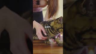 Why You Should NEVER Declaw Your Cat [upl. by Yevol]