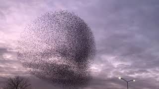 Spreeuwenzwermen fascinerend en hypnotiserend  Zelf Geschoten  Vroege Vogels [upl. by Kcirb665]