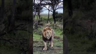 The most beautiful lion of the kruger national park south africa  latest sightings lion wildlife [upl. by Dehsar582]