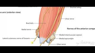 Musculocutaneous nerve 2 [upl. by Chak]