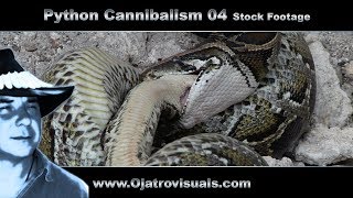 Python Cannibalism 04 Stock Footage [upl. by Cralg]