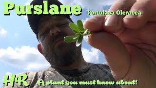 ⟹ PURSLANE  Portulaca oleracea  another plant to know about survival food [upl. by Hitoshi]