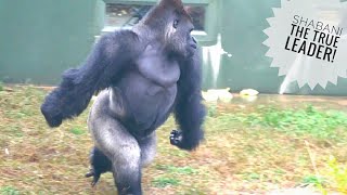 Huge Silverback Gorilla Never Yield To Young Males Challenge  The Shabani Group [upl. by Anthony]