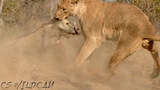 Active Hunt Lioness Uncovers Warthog Burrow and Digs it Out [upl. by Arvy]