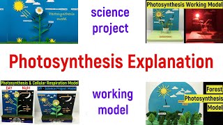 photosynthesis explanation in English  photosynthesis explained  science project explanation [upl. by Eilagam436]