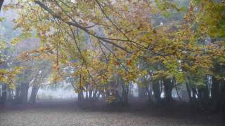 il fascino del canfaito monte san vicino [upl. by Jews820]