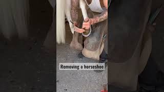 removing horseshoe 🧲 horseshoe virals video [upl. by Ysnat]