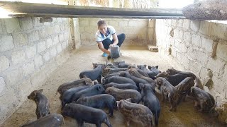 The 10 day old Piglets returned from forest  Making nest for hens to Incubate Eggs [upl. by Nairad]