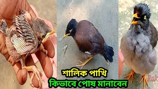 শালিক পাখি পোষ মানানোর সঠিক নিয়ম কি। শালিক পাখির খাবার কি কি।How to feeding shalik bridbirdparrot [upl. by Allbee938]