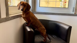 Mini dachshund guard dog compilation [upl. by Jacob]