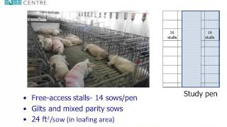 Dr Jennifer Brown  Group Formation And Mixing Times For Gestating Sows [upl. by Gerek]