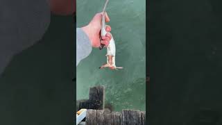 Hammer head shark yt fishing herveybay fish saltwater hammerheadshark ytshorts [upl. by Adnawaj]