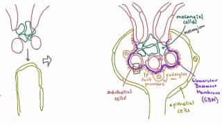 Development of the glomerulus helps explain its structure [upl. by Nirrej884]