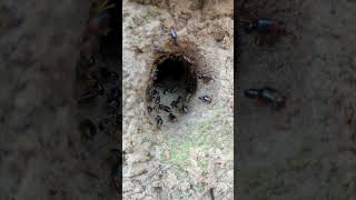 The heavily guarded entrance to a Macrotermes nest Huge bitey termites [upl. by Sadoc707]