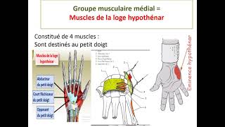 Muscles de la main [upl. by William]