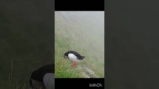 I puffin norvegesi sullisola di Runde puffin norvegia camper [upl. by Yadsnil595]