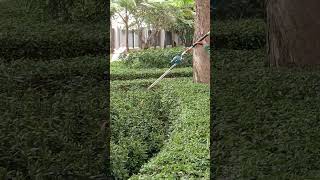 How perform a hedge trimmer UN001G Makita foryou makitacordlesstools gardentools [upl. by Urana310]