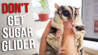 Dont Get a Sugar Glider Until You Watch This  Reasons Not To Get a Sugar Glider [upl. by Adnwahsat]