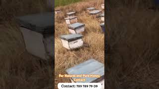 Organic Natural Raw Honey honey Extraction Process  Buy Original Healthy Honey honey buybeeboxes [upl. by Uela194]