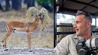 Best LION and WILDLIFE SAFARI  Ive Never Seen This Before  The Lion Whisperer [upl. by Nolyarb]