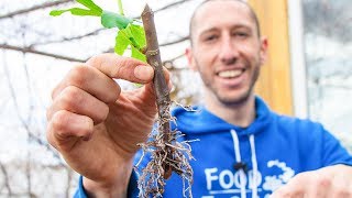 How to Grow a Fig Tree from a Cutting  Propagate Figs for your Garden [upl. by Burkley369]