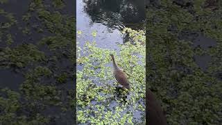 Common Gallinule Bird [upl. by Adnahsed761]