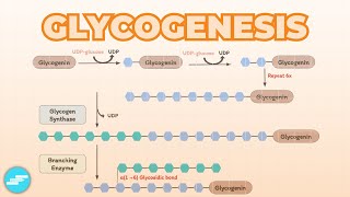 Glycogenesis Glycogen Synthesis  Metabolism [upl. by Lleznov98]