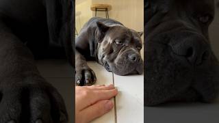 Annoying my Corso dog youtubeshorts canecorsolove canecorso shorts cute king [upl. by Ocana]