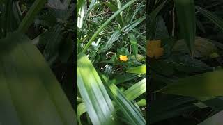 Biriyani kaitha valarnnu pura niranju Sry muttam niranju Rambha Leaf [upl. by Eceinahs]