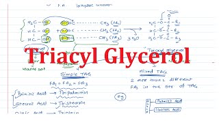 12 Chemistry of Triacylglycerol TAG [upl. by Anastos]