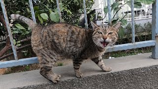 Stutterer cat is meowing unbelievably cute [upl. by Durante81]