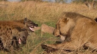 Lions Documentary ✰ Lions Hyenas Strongest Battles ✰ Special National Geographic [upl. by Benedetta534]