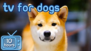 TV for Dogs 🐶  Prevent Boredom and Anxiety with Movies for Dogs  Relaxing Music [upl. by Lehcer]