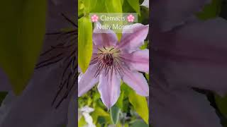 Large clematis flowers clematis floweringvine bigblooms [upl. by Ferna]