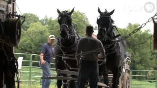 Fair 2009 Draft Horses [upl. by Lemuel836]